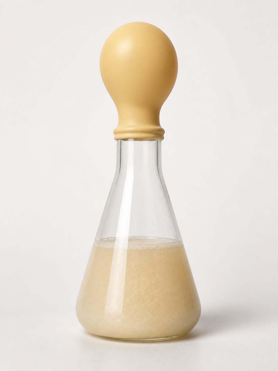 Yeast fermenting sugar in a flask: the carbon dioxide of alcoholic fermentation inflates the balloon. With no oxygen in the liquid, the sugar is only partly broken down and the ethanol stays behind.