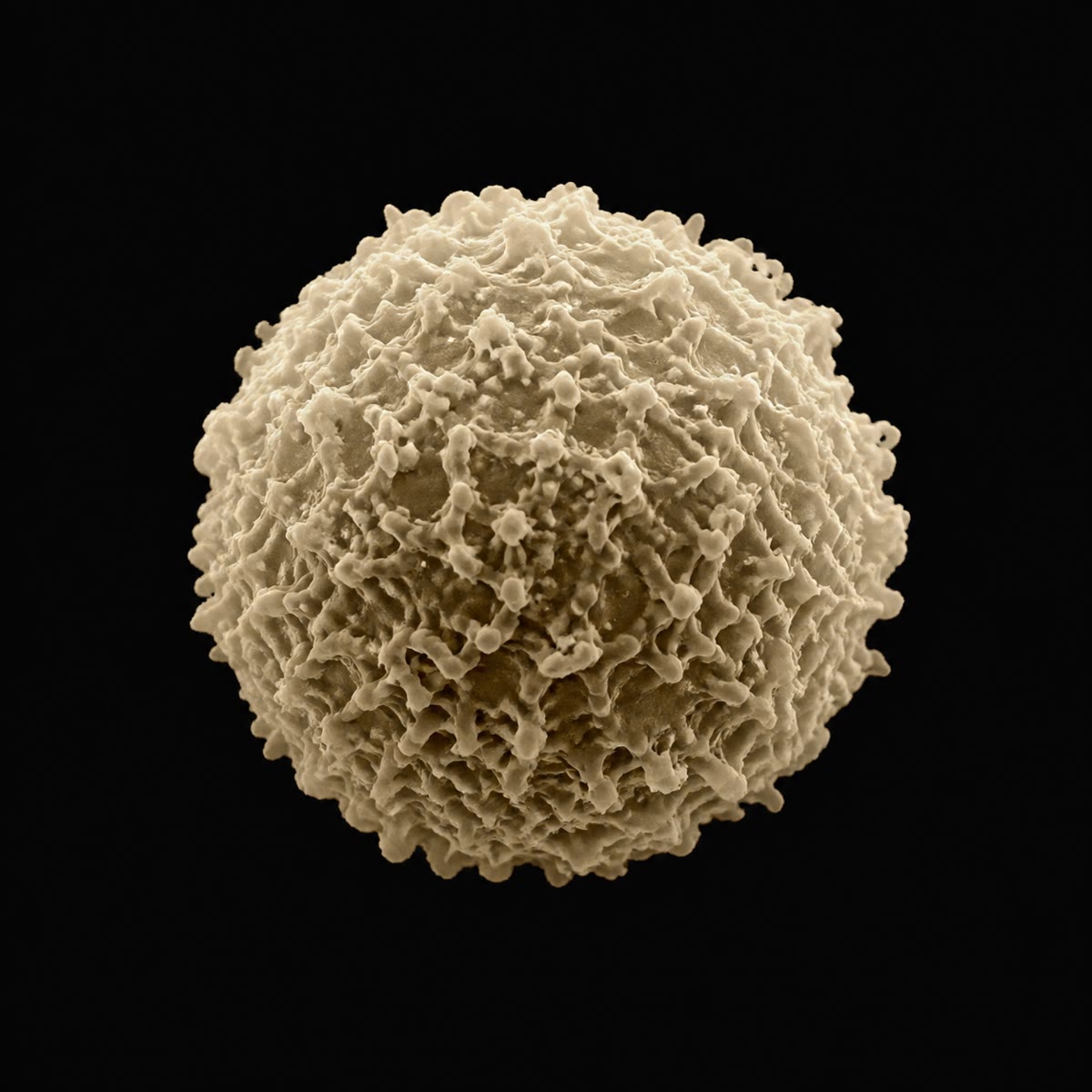 A lymphocyte, in a false-coloured electron micrograph: a small round cell with a rough surface, one of a hundred million kinds, each carrying receptors for a single antigen.