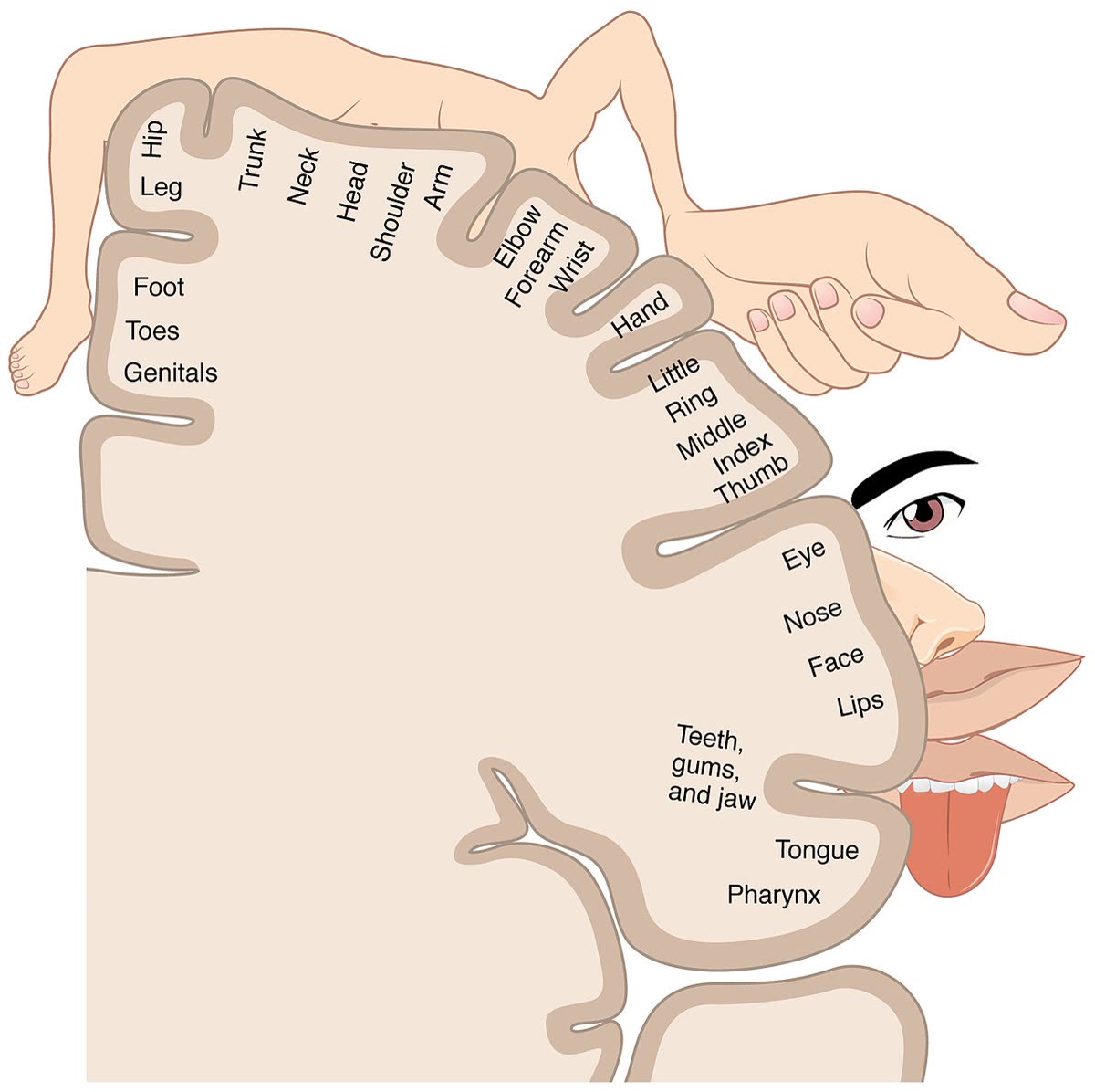 La carte dessinée sous forme de corps : chaque partie est dimensionnée par le cortex qu’elle occupe, et posée sur une coupe de l’hémisphère. C’est ici la bande sensitive, juste en arrière de la bande motrice ; la carte motrice a le même ordre et presque les mêmes proportions — main et visage énormes, tronc et jambe petits. Illustration tirée d’OpenStax Anatomy and Physiology, CC BY 3.0.