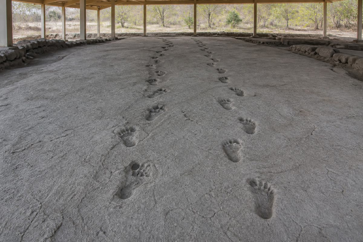 Une piste d’empreintes conservée dans une cendre volcanique durcie. Le talon d’abord, un pied voûté, le gros orteil aligné : l’empreinte d’un marcheur debout, laissée des millions d’années avant le premier outil de pierre.
