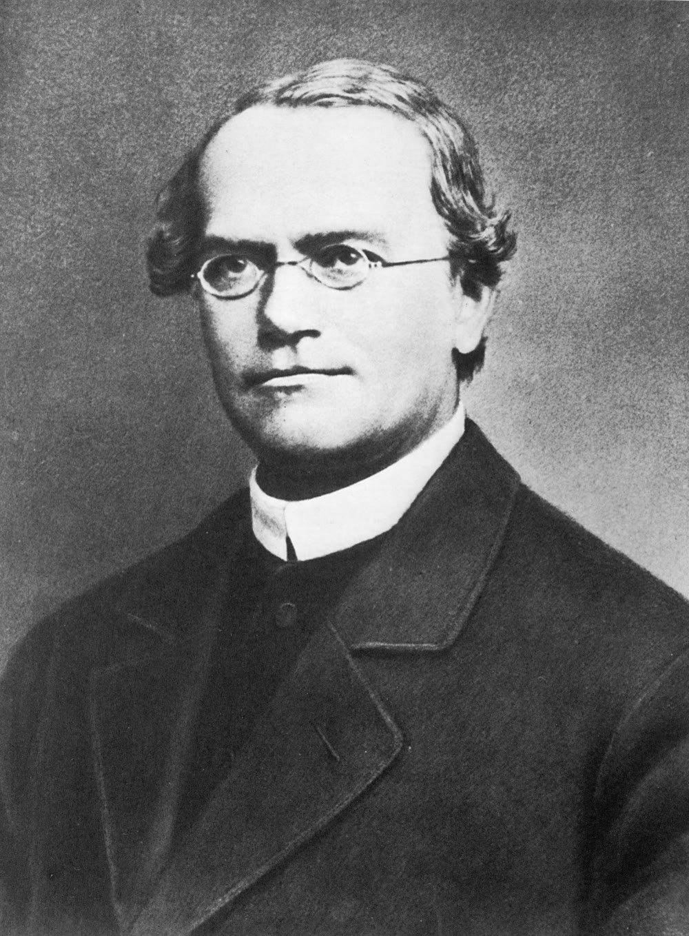 Gregor Mendel, que contou os descendentes de cruzamentos de ervilhas no jardim de um mosteiro nos anos 1860 e encontrou as proporções — 3:1 para uma característica, 9:3:3:1 para duas — que a meiose, desconhecida dele, produz. Fotografia, domínio público.