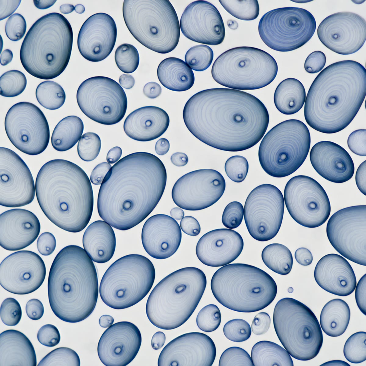 Left: potato starch grains under the microscope, stained by iodine; the concentric rings are layers of amylopectin laid down day by day. Right: a stag beetle’s cuticle — chitin fibres in a protein matrix, hardened and dark: the same (1 4) design as cellulose, on a different sugar.
