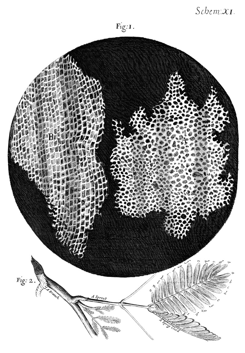À esquerda: o desenho da cortiça feito por Hooke na Micrographia (1665), as primeiras células jamais figuradas — as paredes vazias de células mortas, vistas em duas orientações. À direita: Antoni van Leeuwenhoek, pintado por Jan Verkolje por volta de 1680, cujos microscópios de lente única mostraram pela primeira vez células vivas.