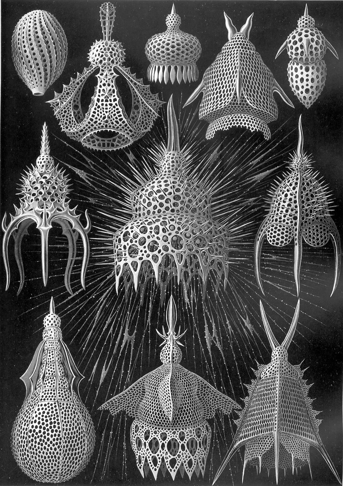 Twee van de eukaryotenlijnen zonder alledaagse naam, op de platen van Ernst Haeckel uit 1904: kiezelwieren (stramenopielen, in schaaltjes van kiezel) en radiolariën (rhizariën, in skeletten van kiezel). Elke groep telt tienduizenden soorten.