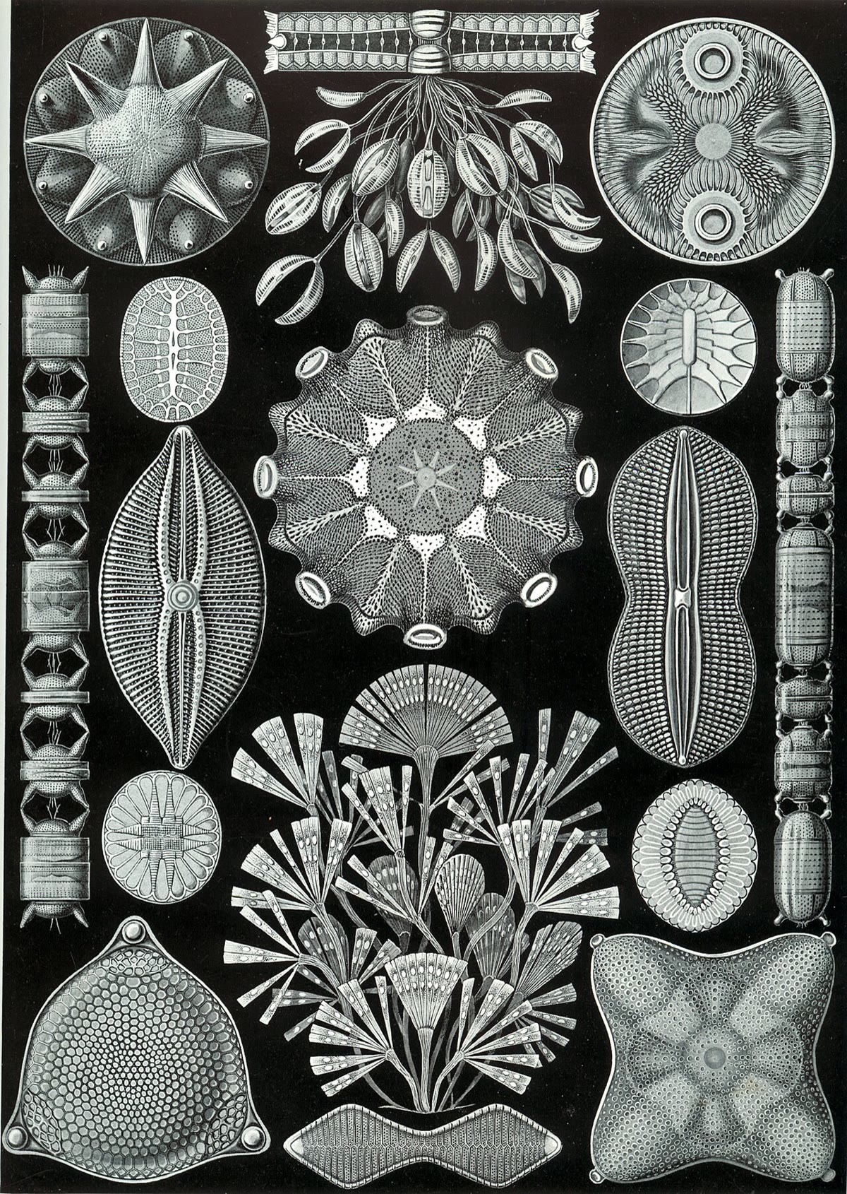 Twee van de eukaryotenlijnen zonder alledaagse naam, op de platen van Ernst Haeckel uit 1904: kiezelwieren (stramenopielen, in schaaltjes van kiezel) en radiolariën (rhizariën, in skeletten van kiezel). Elke groep telt tienduizenden soorten.