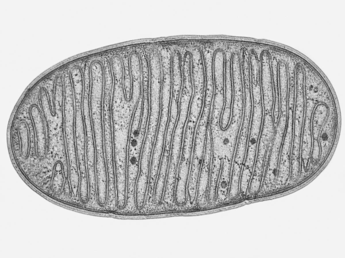 Uma mitocôndria (à esquerda) e um cloroplasto (à direita) em corte ao microscópio eletrônico. Duas membranas de envoltório em cada um; dentro, a membrana interna dobrada da mitocôndria e os tilacoides empilhados do cloroplasto — as membranas sobre as quais a energia é transduzida.