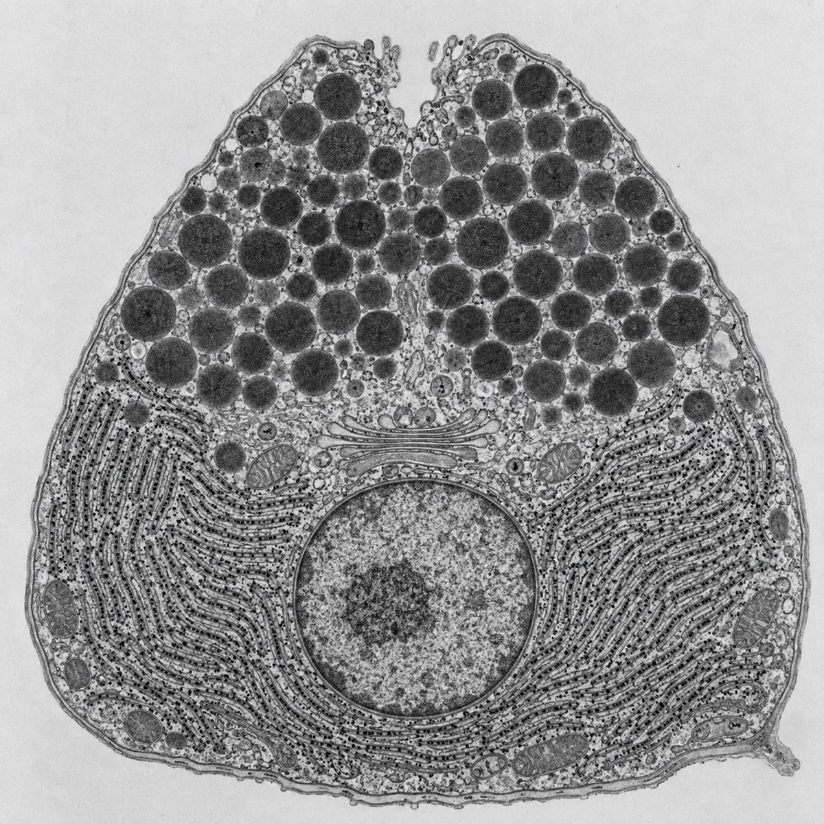 Uma célula acinar pancreática ao microscópio eletrônico de transmissão: RE rugoso empilhado em lâminas paralelas em volta do núcleo na base, o Golgi acima dele, e os grânulos de secreção densos aglomerados em direção ao ápice e ao ducto.