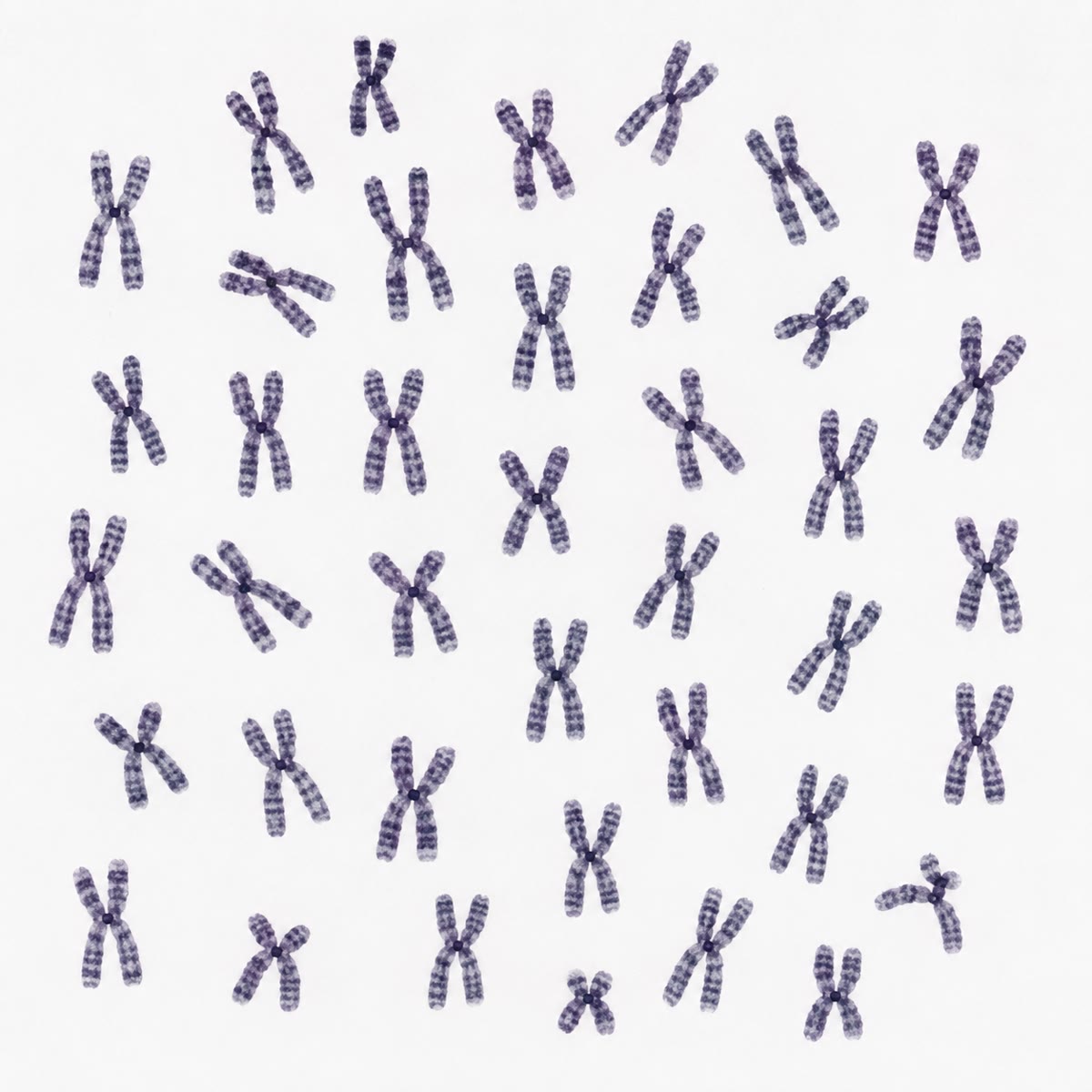 Links: de chromosomen van één menselijke cel, uitgespreid vanuit een cel die in de metafase is stilgezet. Rechts: dezelfde chromosomen op grootte en banderingspatroon gesorteerd tot een karyotype — tweeëntwintig paren en XY, zesenveertig in totaal. Karyotype: National Human Genome Research Institute, publiek domein.