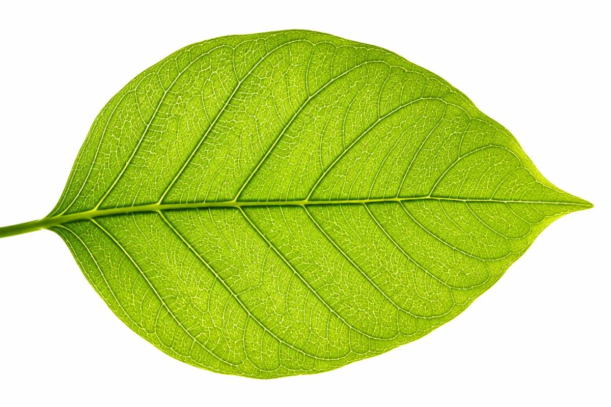 Uma folha contra o sol: a luz que ela absorve move, em cada cloroplasto das células paliçádicas dela, a quebra da água e a fixação do dióxido de carbono que entrou pelos estômatos dela.
