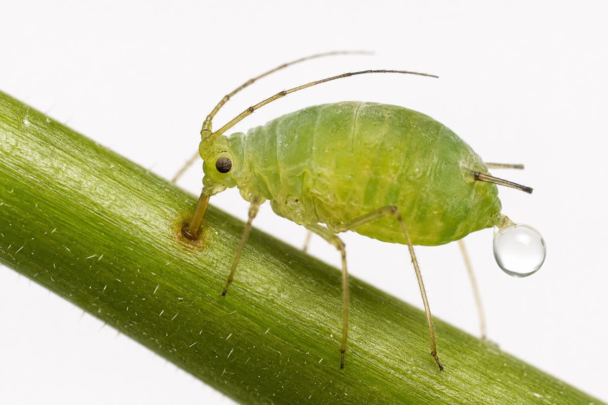 Un puceron se nourrissant sur une tige : son stylet, plus fin qu’un cheveu, est dans un seul tube criblé, et la pression du phloème pousse la sève dans l’insecte — si bien que le surplus en ressort en miellat. Sectionné, le stylet devient le robinet du physiologiste.