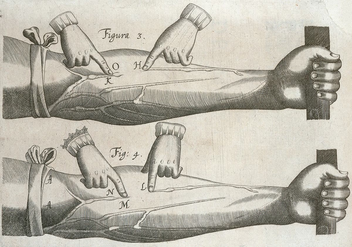 William Harvey, dan plat dari bukunya tahun 1628: vena sebuah lengan bawah yang diikat menggembung di bawah talinya, dan darah yang ditekan menuju tangannya berhenti pada katupnya.