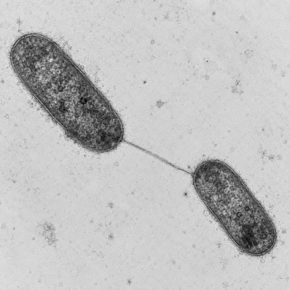 Two bacteria joined by a conjugative pilus, seen by transmission electron microscopy: the bridge along which the plasmid passes.