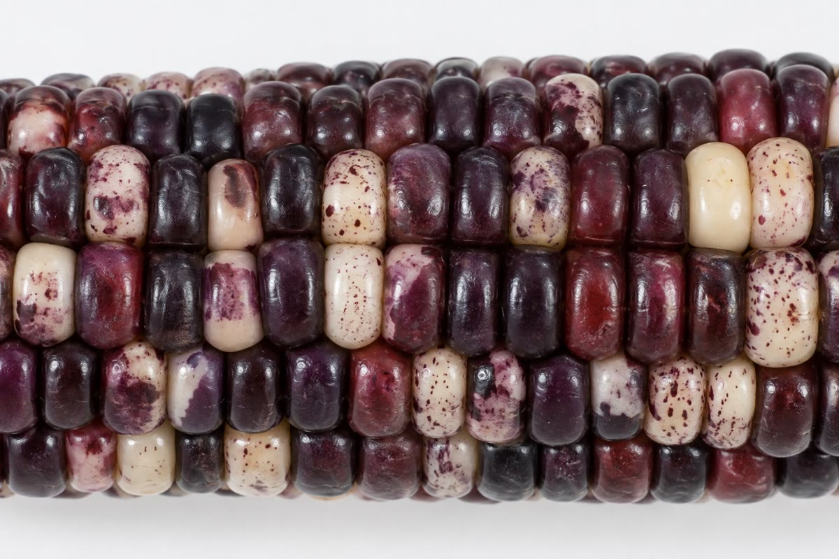 Barbara McClintock, and the kernels that led her to transposable elements: a purple pigment gene switched off by an inserted element and switched back on, cell by cell, when the element jumps out, leaving speckles and sectors.