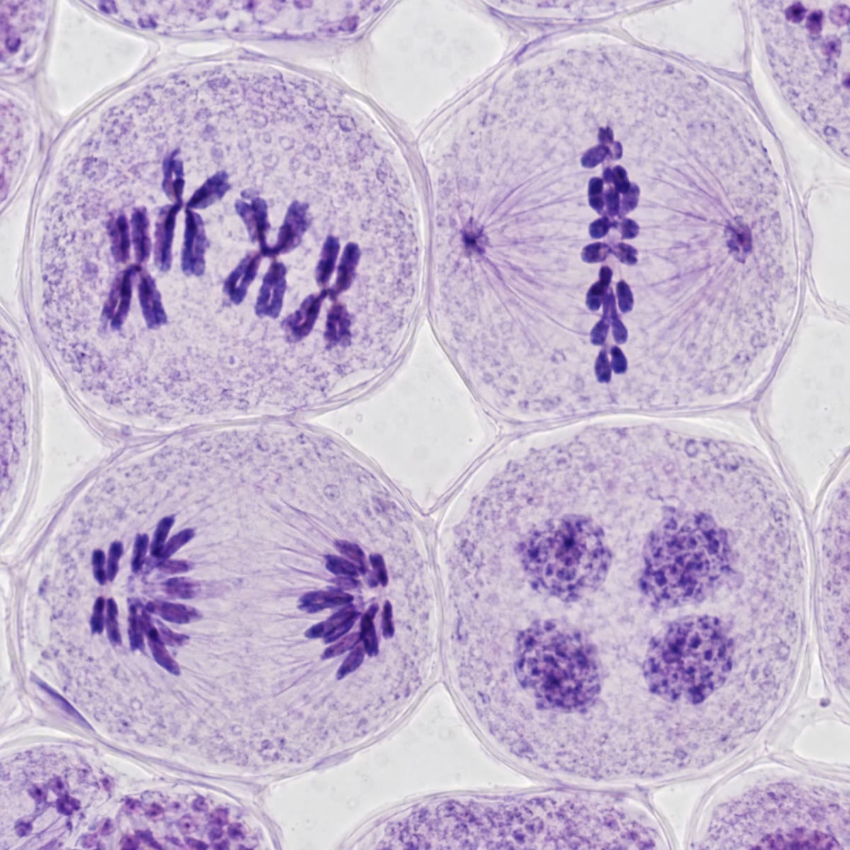Meiosis en la antera de un lirio: bivalentes al final de la profase I, una placa de metafase I, la anafase I y los cuatro núcleos de una tétrada.