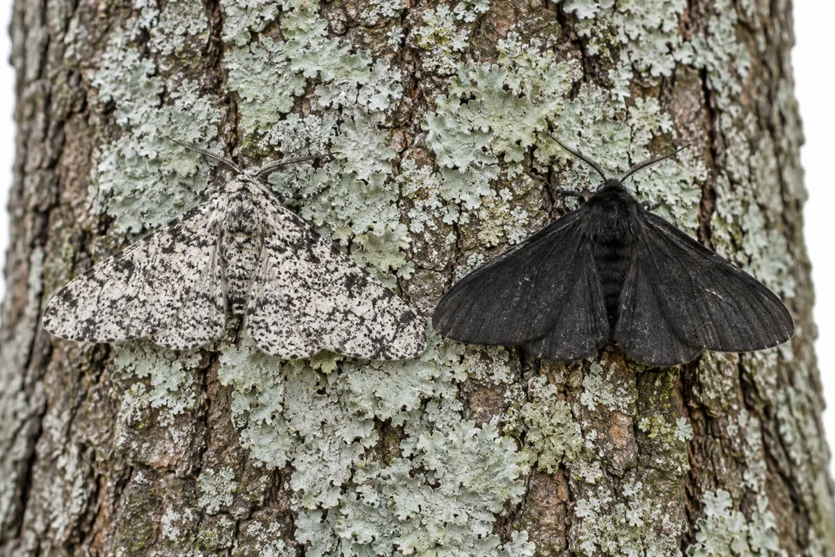 Left: the two forms of the peppered moth on lichen — which one a bird finds depends on the bark. Right: the shell polymorphism of the grove snail, colours and bands kept in every population by predators that learn the common form.