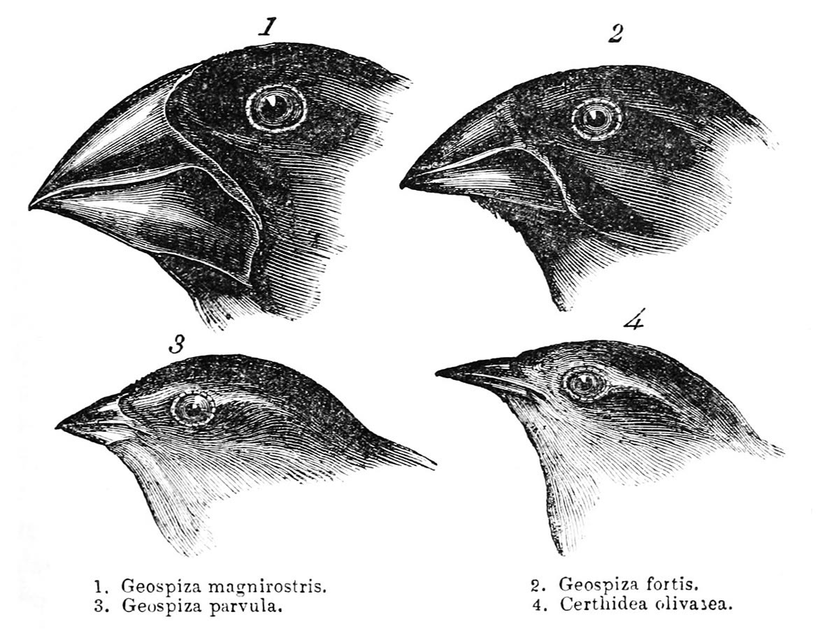 Twee radiaties. Links: de vinken van Darwin zoals Gould ze in 1845 tekende, één kolonist die er vele werd, onderscheiden door hun snavels. Rechts: cichliden van een Afrikaans meer, honderden soorten uit enkele stichters, elk met een eigen bek en dieet.
