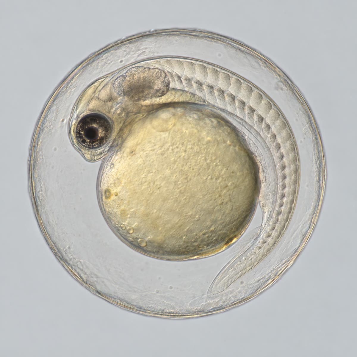 Links: een zebravisembryo van één dag oud in zijn chorion, opgekruld rond zijn dooier, met oog, hersenen en een rij somieten. Rechts: een kuikenembryo van drie dagen op zijn dooier, met een hart dat al klopt en bloedvaten die zich over de dooier uitspreiden om het te voeden.