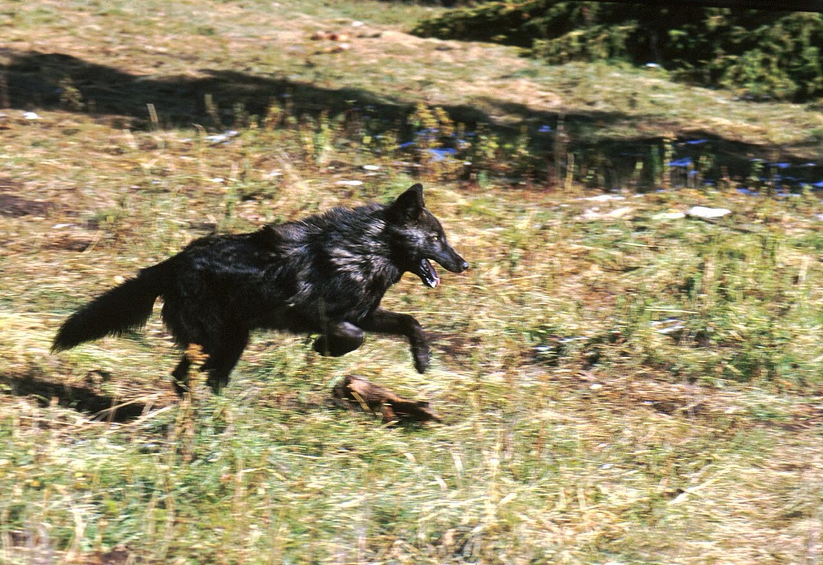 बाएँ: सिरोको, कोई काकापो — 1995 के इक्यावन बचे हुओं में से एक, अब कोई ढाई सौ में से एक, जिनमें से हर एक का नाम है और जो परभक्षी-मुक्त द्वीपों पर निगरानी में हैं (छायाचित्र: संरक्षण विभाग, न्यूज़ीलैंड, CC BY 2.0)। दाएँ: 1996 में येलोस्टोन के भेड़िये, उनके पुनःस्थापन के बाद की पहली सर्दी (छायाचित्र: राष्ट्रीय उद्यान सेवा, सार्वजनिक डोमेन)।