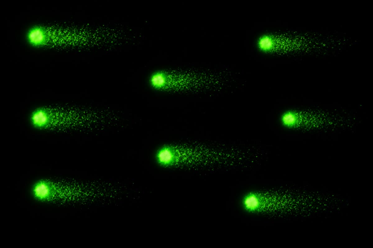 À esquerda: E. coli depois da irradiação ultravioleta, crescida em longos filamentos porque a resposta SOS bloqueou a divisão celular enquanto o DNA é reparado. À direita: um ensaio cometa — células isoladas embebidas num gel e submetidas a eletroforese; o DNA fragmentado escorre para fora do núcleo numa cauda cujo comprimento mede o número de quebras.