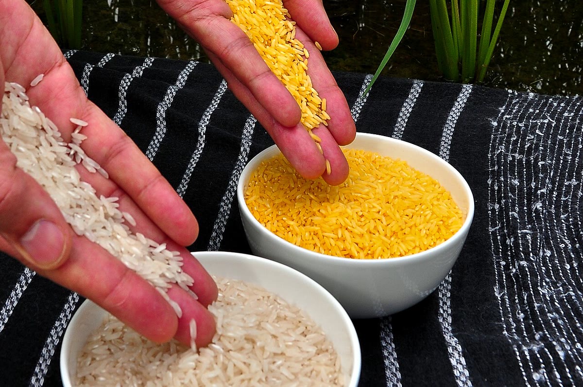 Ordinary and Golden Rice. The yellow grain makes -carotene in its endosperm from two added genes of the carotenoid pathway. Right: the two rices compared at the International Rice Research Institute (IRRI, CC BY 2.0).