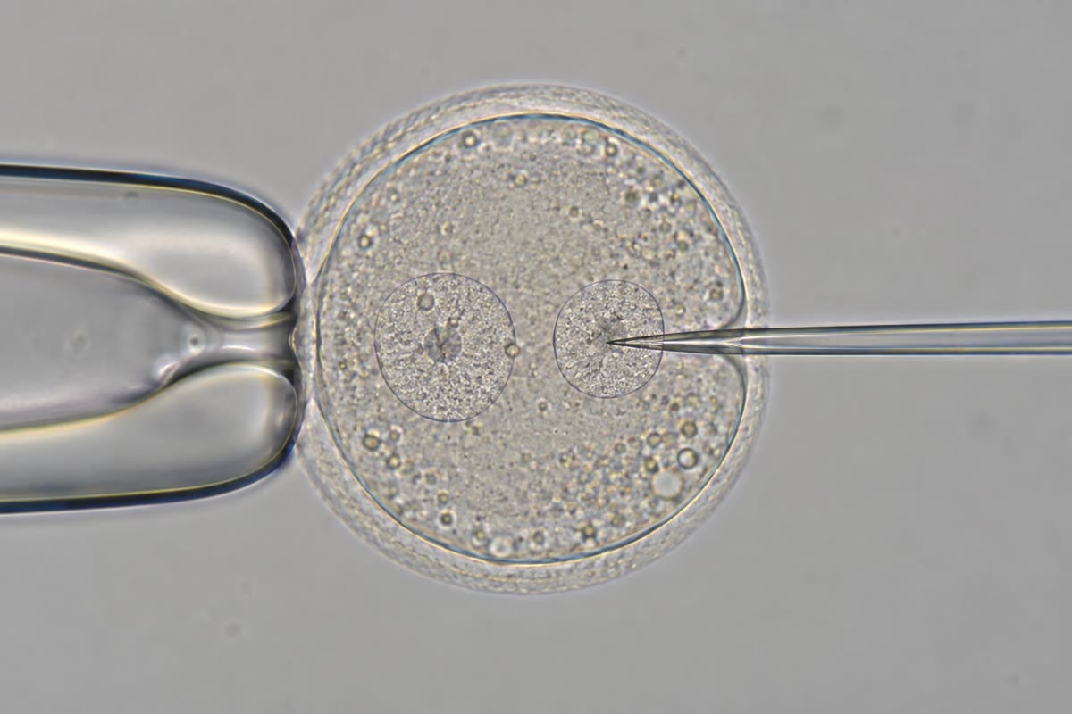 Left: a fertilised mouse egg held by suction while a glass needle injects DNA into one pronucleus. Right: a transgenic mouse expressing the green fluorescent protein of a jellyfish in every cell, beside an ordinary littermate, under ultraviolet light.
