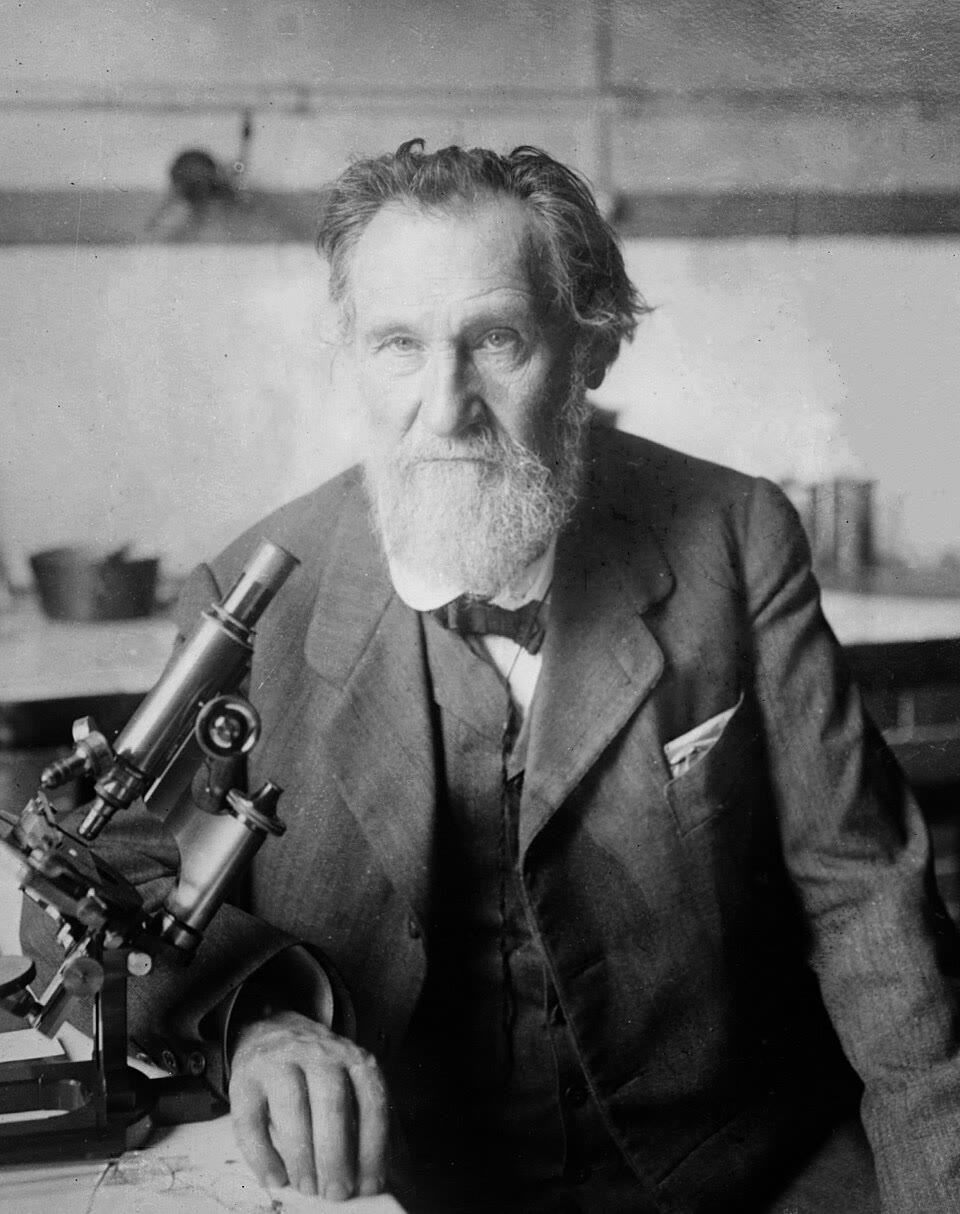 Élie Metchnikoff, que observou fagócitos se juntarem em torno de um espinho numa larva de estrela-do-mar e fundou a imunologia celular (Library of Congress, domínio público). No centro: um neutrófilo englobando bactérias. À direita: um macrófago espalhando suas membranas ondulantes sobre uma superfície.