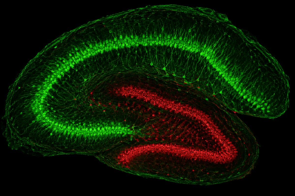 Um corte do hipocampo de roedor: a faixa curva de células piramidais (verde) da CA3 à CA1 e o giro denteado entrelaçado (vermelho). Toda memória espacial do animal passa por essa alça.
