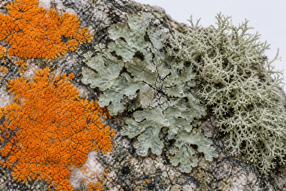 Left: the nodulated roots of a legume, each pink nodule a nitrogen factory of bacteroids fed with sugar. Right: lichens on rock — each a fungus housing a photosynthetic alga or cyanobacterium, together colonising a surface neither could hold alone.
