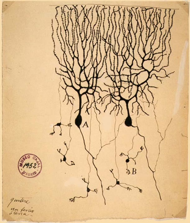 Kiri: sebuah sel Purkinje otak kecil yang digambar Cajal (1899) dari sebuah irisan berpewarna Golgi — seluruh pohon dendrit satu sel, yakni hujah bagi neuron sebagai sebuah satuan (domain publik). Tengah: neuron piramidal korteks dalam sebuah pewarnaan Golgi. Kanan: sebuah astrosit (hijau) dengan kaki ujungnya pada sebuah kapiler (merah).