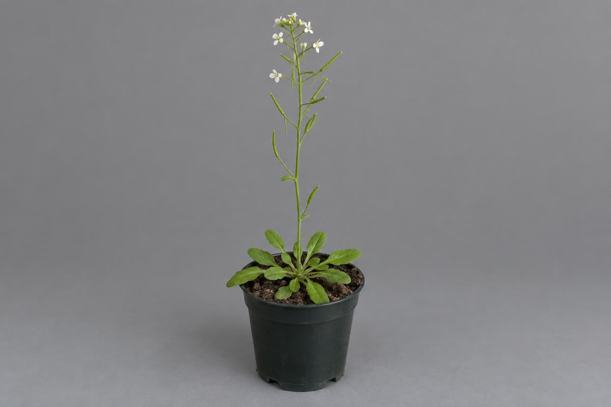 Izquierda: estomas en la superficie de una hoja, cada poro entre sus dos células oclusivas, unos abiertos y otros cerrados. Derecha: Arabidopsis thaliana, una mala hierba de cuneta con un genoma pequeño, una generación de seis semanas y cien mil líneas mutantes, en la que se hallaron casi todas las moléculas de este capítulo.