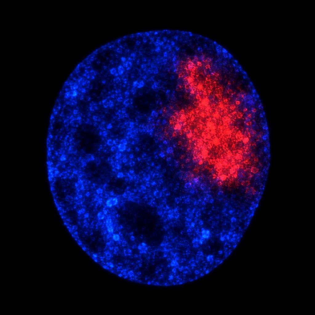 Un ARN largo no codificante en acción: el transcrito de Xist (rojo), detectado por hibridación fluorescente, recubre el territorio de uno de los cromosomas X de un núcleo femenino (el ADN, en azul).