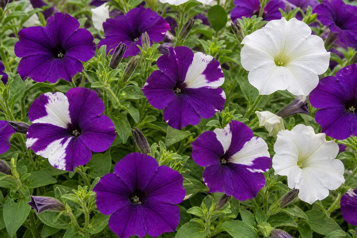 Izquierda: petunias que llevan un gen adicional del pigmento, con los sectores blancos de la cosupresión. Derecha: el nematodo Caenorhabditis elegans, de alrededor de un milímetro y transparente, en el que un ARN de doble hebra inyectado silenció el gen correspondiente en todo el animal y en su descendencia.
