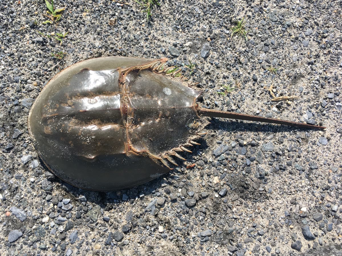 Un cangrejo herradura del Atlántico. Su sangre transporta el oxígeno sobre la hemocianina, una proteína de cobre, y es azul cuando está oxigenada. Fotografía: Kaldari, CC0.