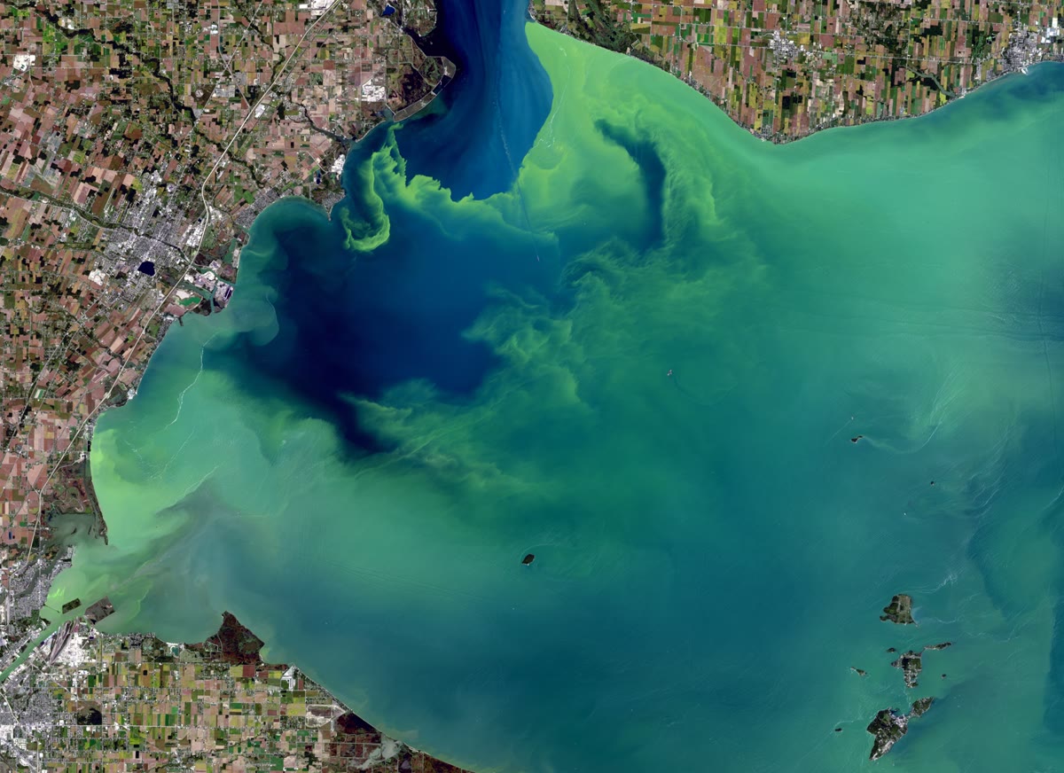 Ledakan alga di sebuah danau besar, yang dilihat oleh satelit pengamat Bumi pada akhir September: pusaran-pusaran hijau itu adalah populasi padat alga mikroskopis yang disuburkan oleh nutrien dari lahan pertanian di sekitarnya. Gambar: USGS dan NASA, domain publik.