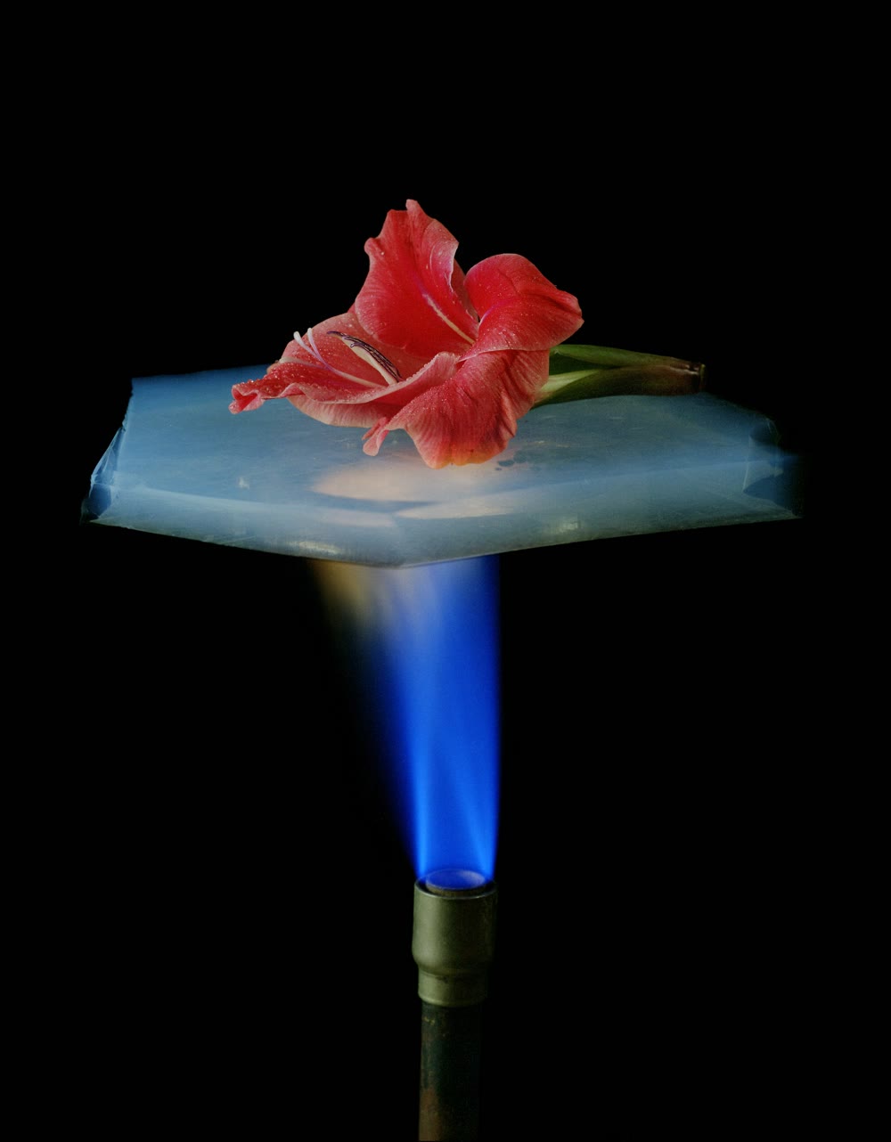 Uma flor sobre uma placa de aerogel de sílica acima de uma chama de gás: o aerogel, um gel seco que é quase todo espaço vazio, conduz muito mal o calor. Fotografia: NASA/JPL, domínio público.