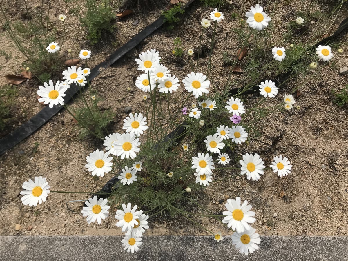 Flores de pelitre. Contienen las piretrinas, ésteres insecticidas de un ácido ciclopropanocarboxílico. Fotografía: Soramimi, CC BY-SA 4.0.