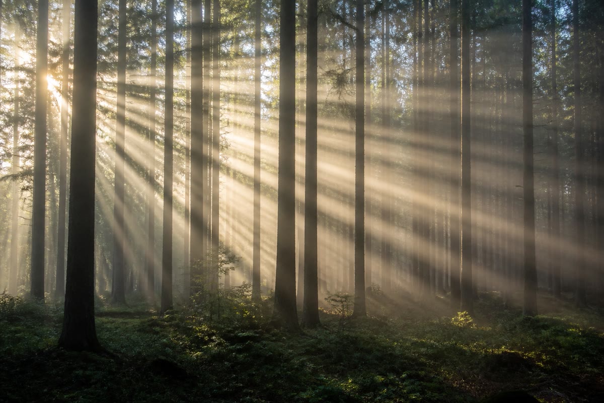 Nature’s own proof: sunbeams crossing misty air are perfectly straight — light does not bend around the trees.